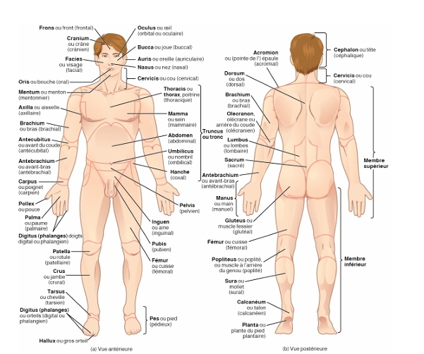 Acquérir les bases de la terminologie médicale
